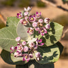 10 GIANT MILKWEED Sodom Apple Calotropis Procera Crown Flower Shrub Seeds
