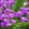 50 Hardy CHINESE GROUND ORCHID Bletilla Striata Purple Flower Seeds