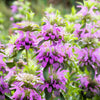 2000 BEE BALM Lemon MINT Monarda Citriodora Herb Purple Flower Seeds