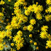 1000 DAHLBERG DAISY Thymophylla Tenuiloba Yellow Flower Seeds - aka Golden Fleece, Gold Carpet,  Shooting Star
