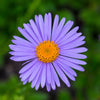 50 Blue EAST INDIES ASTER Tongolensis Flower Seeds