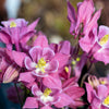 Mixed European Columbine Seeds – Aquilegia Flower – photo 8