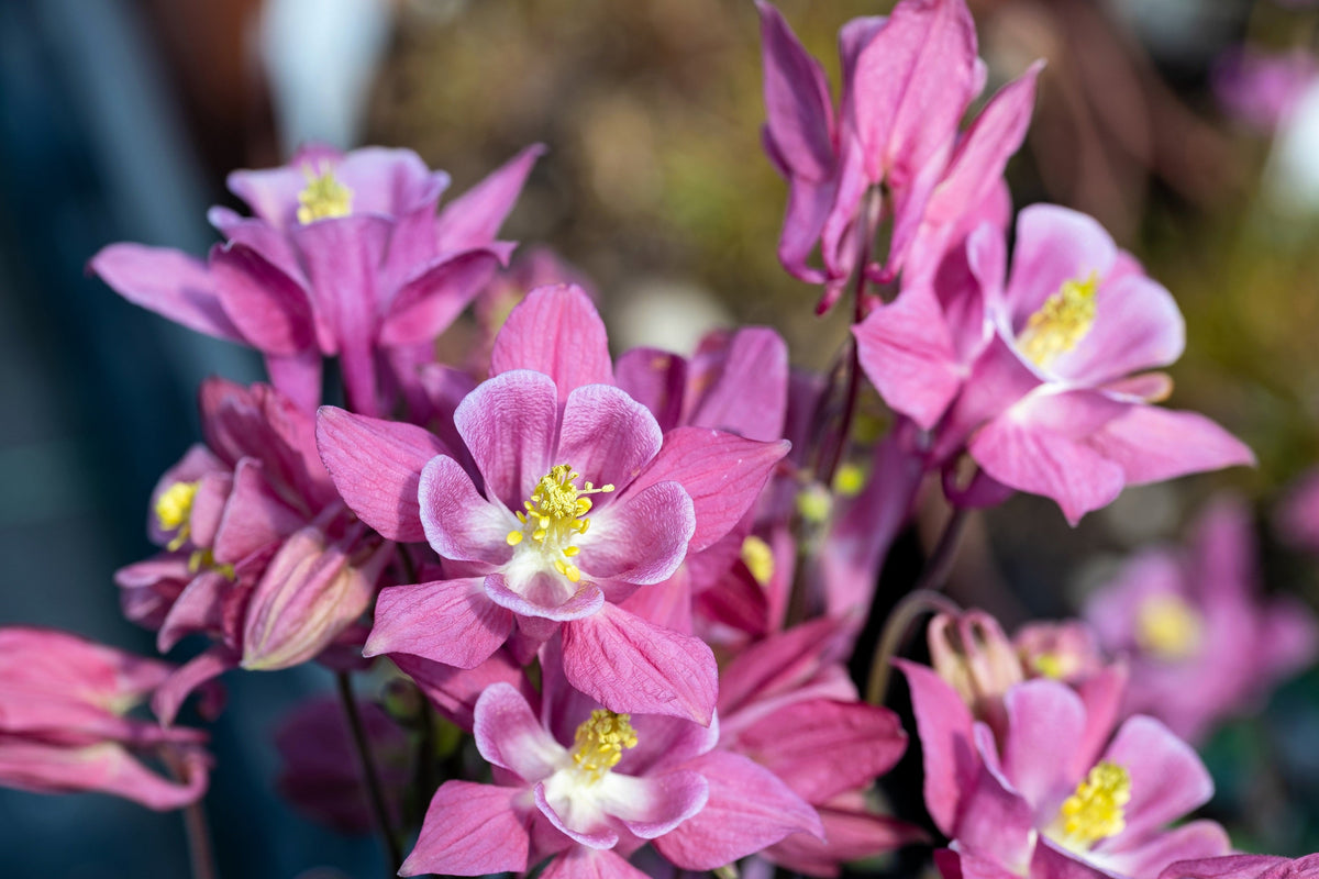 Mixed European Columbine Seeds – Aquilegia Flower – photo 8