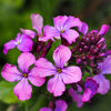 Lunaria Biennis ( Money Plant / Silver Dollar / Honesty / Moonwort ) Flower Seeds – photo 11