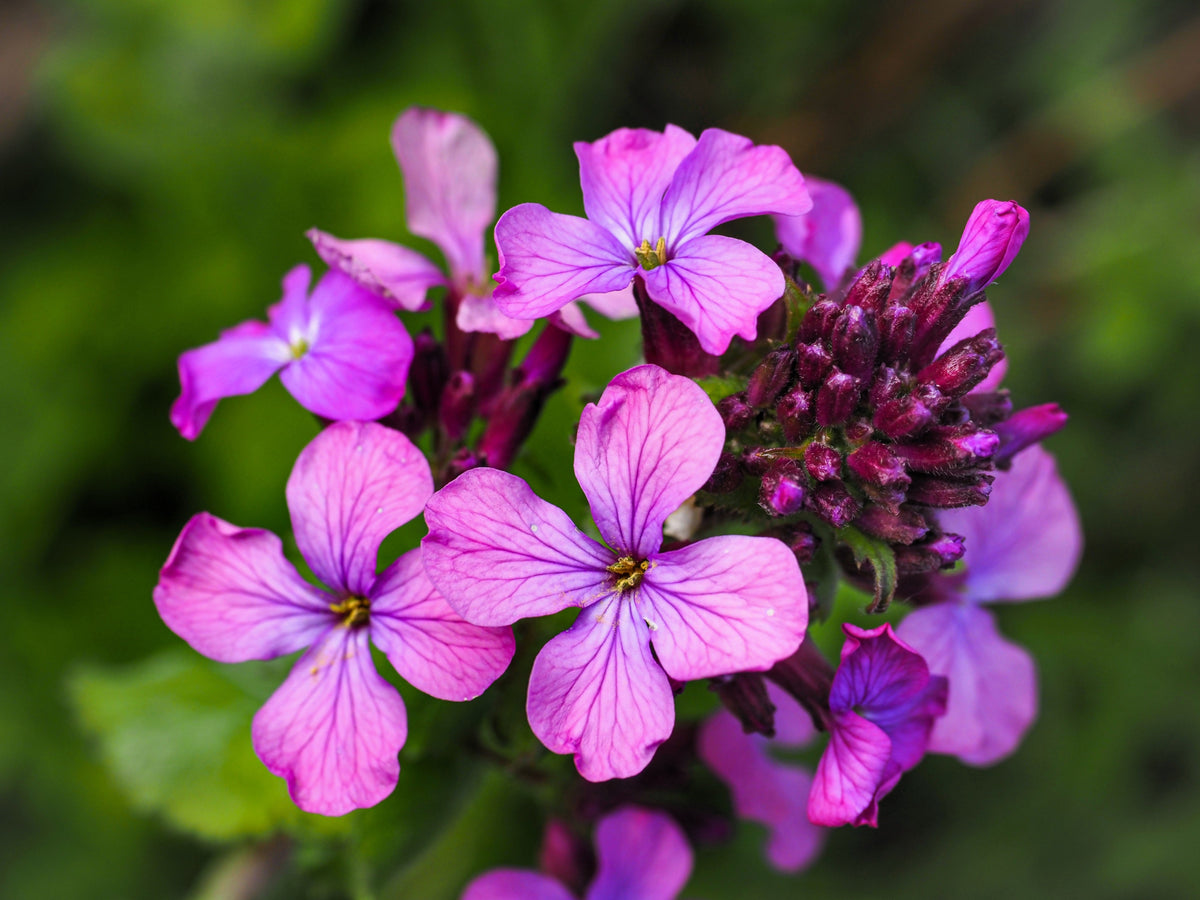 Lunaria Biennis ( Money Plant / Silver Dollar / Honesty / Moonwort ) Flower Seeds – photo 11