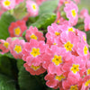 50 MIXED ENGLISH PRIMROSE Primula Vulgaris Acaulis Shade Houseplant Flower Seeds