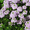 150 Creeping WINTER SAVORY Satureja Montana Herb Pink Flower Seeds