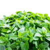 500 DWARF GREEK BASIL Ocimum Basilicum Fragrant Spicy Small Bright Green Leaf Herb Seeds