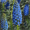 40 Blue PRIDE OF MADEIRA Echium Candicans Fastuosum Nectar Flower Seeds