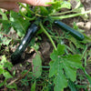 50 BLACK BEAUTY ZUCCHINI Summer Squash Cucurbita Pepo Vegetable Seeds