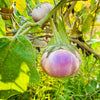 50 Organic Italian EGGPLANT ROSA BIANCA Solanum Melongena Esculentum Vegetable Seeds