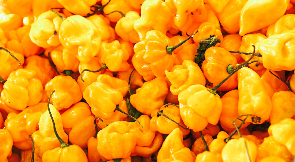 Yellow Scotch Bonnet Pepper Seeds – very hot Jamaican Capsicum Chinense Vegetable