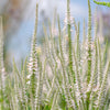 1000 CULVERS ROOT (Black Root) Veronicastrum Virginicum Flower Seeds