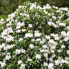 50 MIXED HYBRIDS RHODODENDRON spp. Mixed Colors - Red, Pink, Purple, White, Yellow, Orange Flower Sun or Shade Bush Shrub Seeds