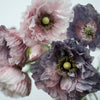 50 Organic AMAZING GREY POPPY Papaver Rhoeas Silvery Gray Flower Seeds