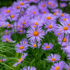 50 Blue EAST INDIES ASTER Tongolensis Flower Seeds