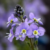 25 BLUE STREAK SPEEDWELL Veronica Gentianoides Flower Seeds