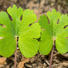 10 White BLOODROOT Sanguinaria Canadensis Shade Ground Cover Flower Seeds