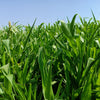 50 Organic BLACK AMBER SORGHUM Sugar Cane Sorghum Bicolor Grain Vegetable Seeds