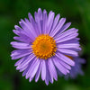 50 Blue EAST INDIES ASTER Tongolensis Flower Seeds
