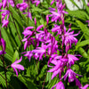 50 Hardy CHINESE GROUND ORCHID Bletilla Striata Purple Flower Seeds