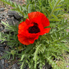 100 RED TURKISH POPPY Heirloom Papaver Somniferum Flower Seeds