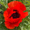 500 ORIENTAL RED Mix POPPY Papaver Orientale Flower Seeds