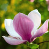 5 SAUCER MAGNOLIA x Soulangeana Denudata & Liliiflora 5 - 10" Pink & White Flower Tulip Tree Seeds