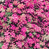 150 MIXED SEDUM Stonecrop Succulent Groundcover Red White Yellow Pink Purple Flower Seeds