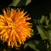 300 Burpeeana Giant Mix CACTUS FLOWERED ZINNIA Elegans Flower Seeds