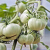 50 WHITE Wonder BEEFSTEAK TOMATO Lycopersicon 1 - 2 lb Fruit Vegetable Seeds