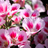 500 Pink FAREWELL TO SPRING Clarkia Elegans Godetia Flower Seeds