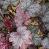 50 Palace Purple HEUCHERA / CORAL BELLS Micrantha Flower Seeds