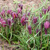 10 CHECKER LILY Fritillaria Affinis Chocolate Mission Bells Flower Seeds