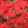 10 RED CUMBERLAND AZALEA Rhododendron Cumberlandense Bush Shrub Flower Seeds