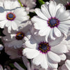 50 WHITE AFRICAN Cape DAISY Dimorphotheca Sinuata Flower Seeds
