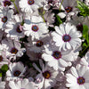 50 WHITE AFRICAN Cape DAISY Dimorphotheca Sinuata Flower Seeds