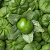 200 GRANDE Rio VERDE TOMATILLO Green Physalis Ixocarpa Vegetable Seeds