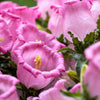 200 Rose Pink CANTERBURY BELLS - CAMPANULA Medium Flower Seeds