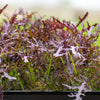 200 RED Streaked MIZUNA MUSTARD Japanese Greens Brassica Juncea Vegetable Seeds