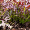 200 RED Streaked MIZUNA MUSTARD Japanese Greens Brassica Juncea Vegetable Seeds