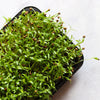 250 LEISURE CILANTRO / CORIANDER Coriandrum Sativum Herb Vegetable Seeds