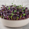 300 PURPLE PLUM RADISH Raphanus Sativus White Flesh Root Vegetable Seeds