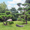 10 RED Japanese PINE TREE Korean Pinus Densiflora Evergreen Seeds