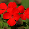 800 RED DRUMMOND PHLOX (Texas Pride) Phlox Drummondii Flower Seeds