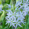 25 Blue WILD HYACINTH Camassia Scilloides Eastern Camas Lily Native Flower Seeds