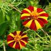 100 COURT JESTER MARIGOLD French Tagetes Patula Nana Red Yellow Striped Flower Seeds