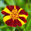 100 COURT JESTER MARIGOLD French Tagetes Patula Nana Red Yellow Striped Flower Seeds
