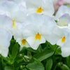 50 WHITE PANSY Clear Crystals Violet Viola Wittrockiana Flower Seeds