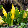 10 Yellow SWAMP LANTERN Moist Lysichiton Americanus Skunk Cabbage Flower Seeds